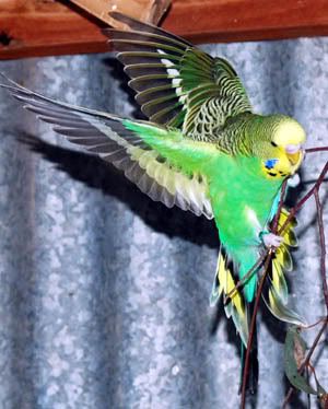greenwings.jpg
