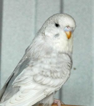 greycinnspanglenest1.jpg