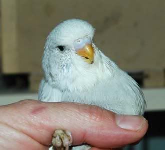 greyspangle.jpg