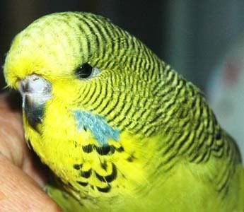 grgreennnest1.jpg