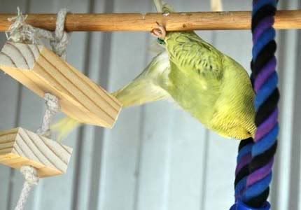hanging2.jpg