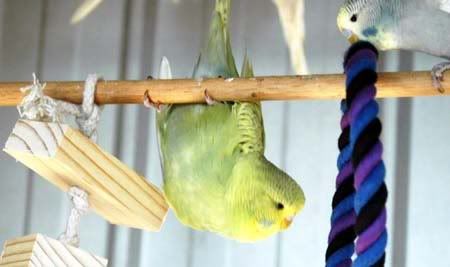 hangn3.jpg