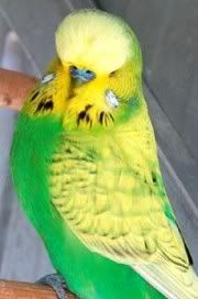 ltgreenspanglecock2006.jpg