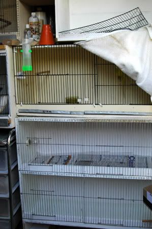 mybirdnewbreedingroomandbabies003.jpg