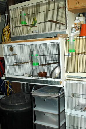 mybirdnewbreedingroomandbabies004.jpg