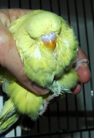 mybirdnewbreedingroomandbabies009.jpg