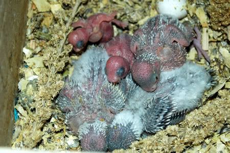 mybirdnewbreedingroomandbabies016.jpg