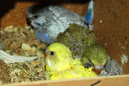 mybirdnewbreedingroomandbabies018.jpg