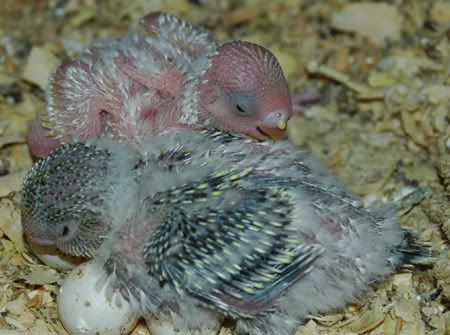 mybirdnewbreedingroomandbabies020.jpg