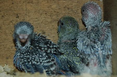 mybirdnewbreedingroomandbabies021.jpg