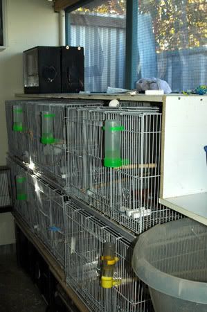 mybirdnewbreedingroomandbabies033.jpg