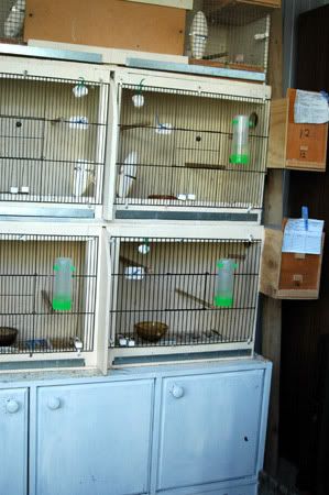mybirdnewbreedingroomandbabies036.jpg