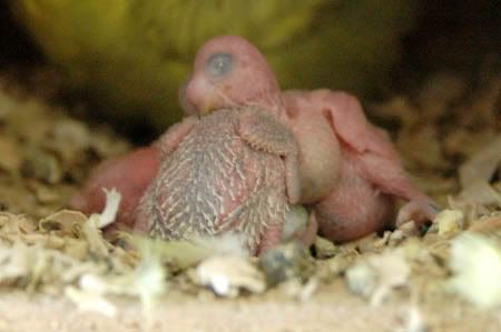 nest1.jpg