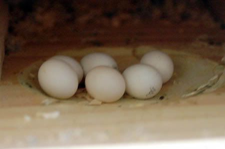 nest10-1.jpg