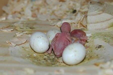 nest10.jpg