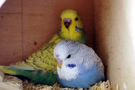 nest12-1.jpg