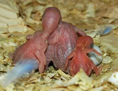 nest12.jpg