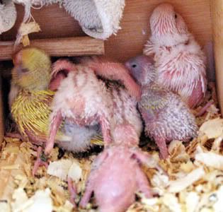 nest14-1.jpg