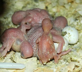 nest145bab.jpg