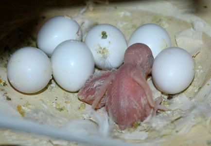 nest14babies.jpg
