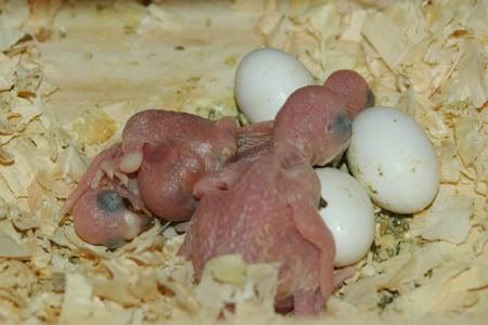 nest5-1.jpg