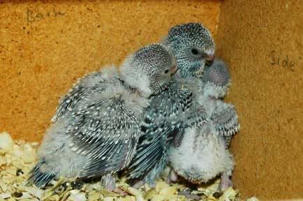 nest5.jpg