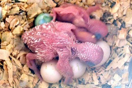 nest8.jpg