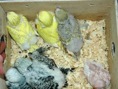 nest8fostered.jpg