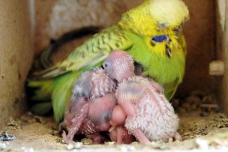 nest9.jpg