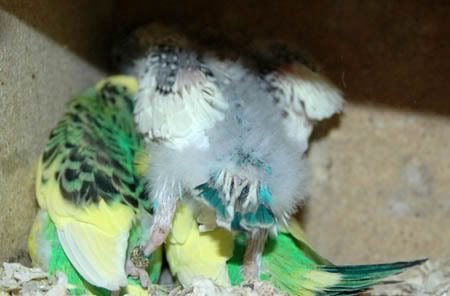nest9pied.jpg
