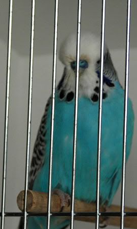 newbirds010.jpg