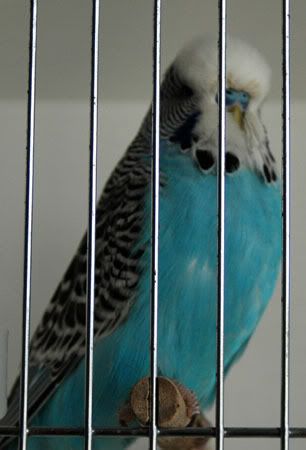 newbirds011.jpg