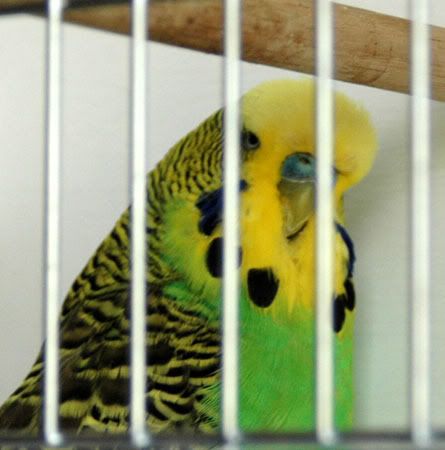 newbirds016.jpg