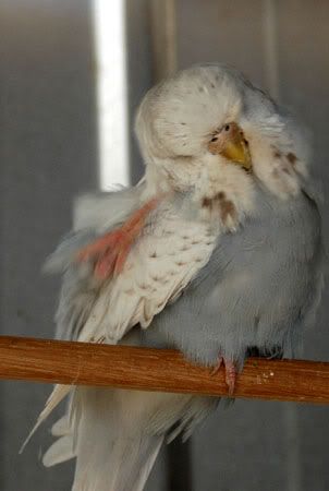 newbirds029.jpg