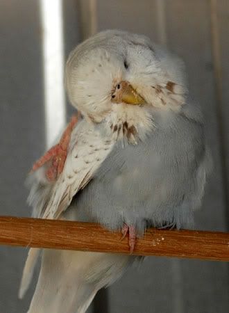 newbirds038.jpg