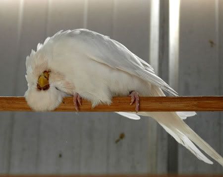 newbirds040.jpg