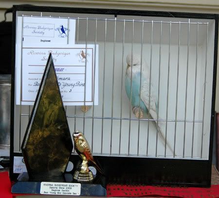 newbirds042.jpg