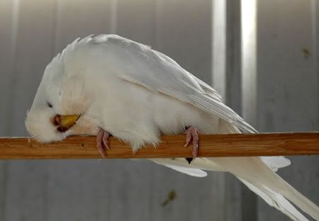 newbirds043.jpg