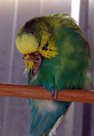 newbirds050.jpg