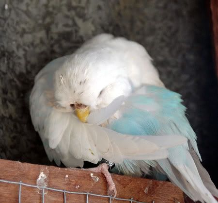 newbirds051.jpg