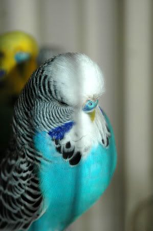 newbirds056.jpg
