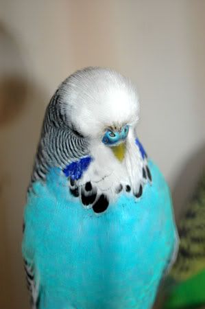 newbirds058.jpg
