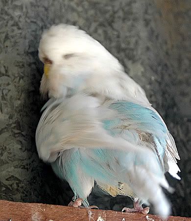 newbirds060-1.jpg