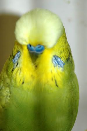 newbirds060.jpg