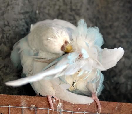 newbirds061.jpg