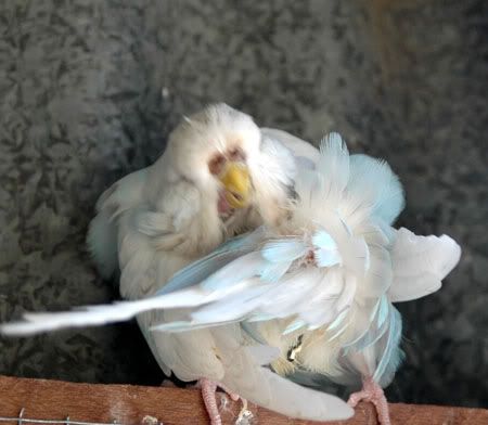 newbirds062.jpg