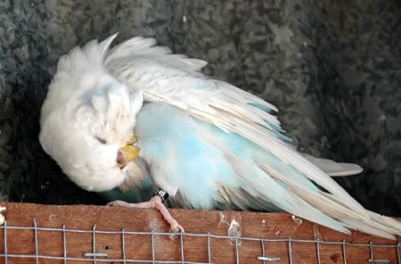 newbirds068-1.jpg