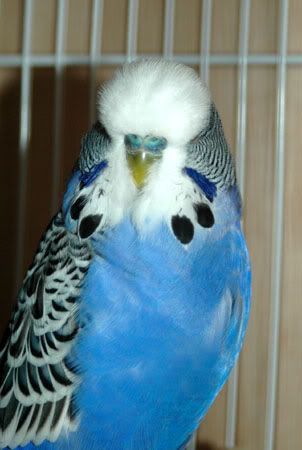 newbirds068.jpg