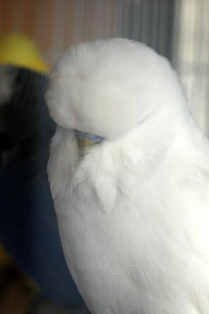 newbirds069.jpg