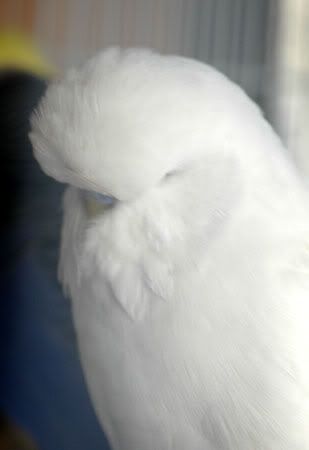 newbirds070.jpg